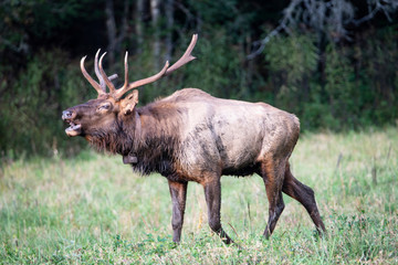 Naklejka na ściany i meble A bull Elk walking in a grassy field bugling during the rutting season.