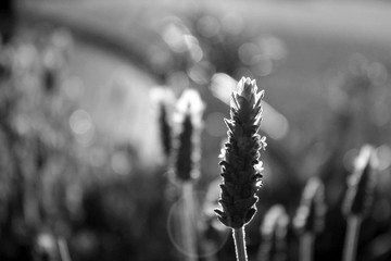 lavander field in monochrome