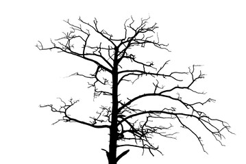 The silhouette of old branchy tree isolated on white background