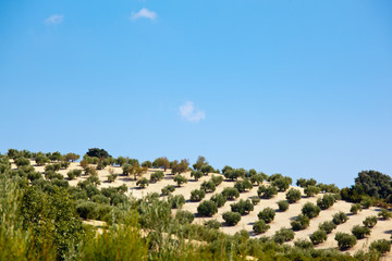 Fototapeta na wymiar Olive trees plantation