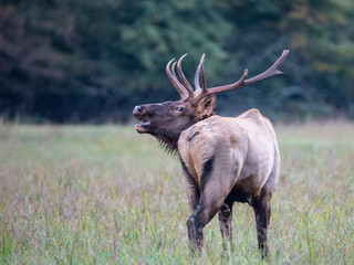 A bull Elk walking in a grassy field bugling during the rutting season.
