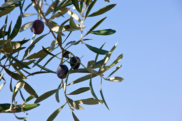 Branches of the olive trees
