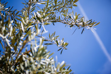 Branches of the olive trees