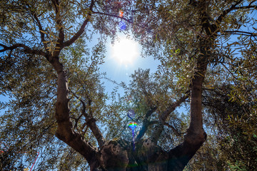 Olive tree with a blue sky