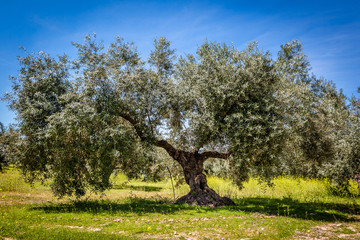 Olive tree in th field
