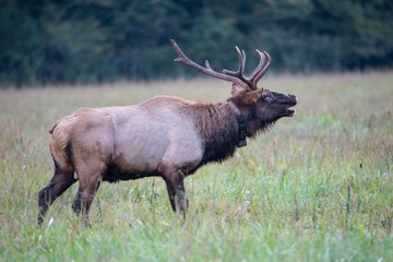 A bull Elk walking in a grassy field bugling during the rutting season.