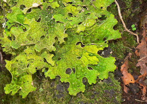 licheni del Genere Lobaria su corteccia d'albero in primo piano