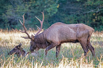 A Bull Elk paws one of the females in his harem.