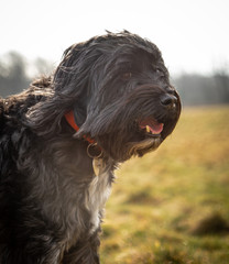 The Tibetan Terrier