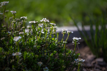 thyme flowers in the herb garden