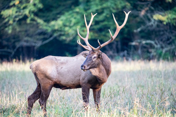 Head shot of a bull Elk with large antlers in Cataloochee.