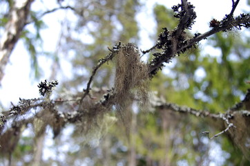 Close up of a tree branch in the forest.