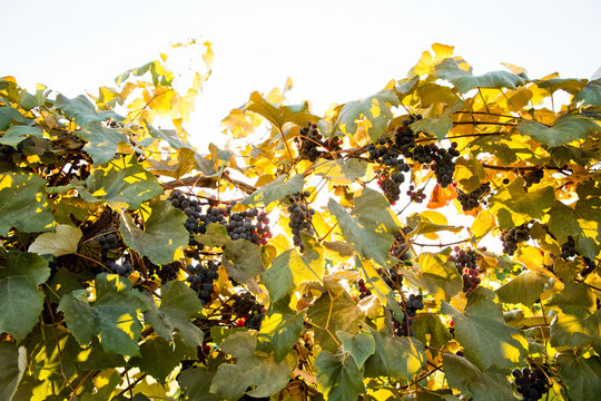 Red grapes ripen on a vine in the finger lakes region of upstate, NY.