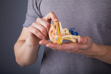 Man holding the model of the human inner ear in hands. Ear model. A model of the ear for elementary...