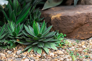 Close up cactus in garden