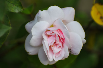 pink rose flower 