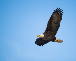 Bald Eagle (Haliaeetus leucocephalus) in flight