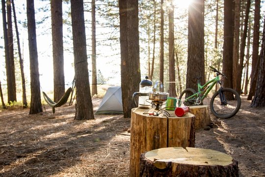 Morning light shining through the trees at a Mt Pinos campsite.