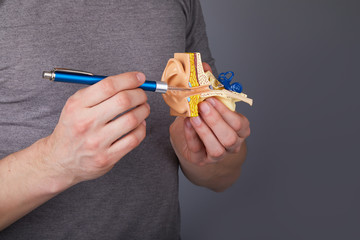 Man holding and pointing on the  model of the human inner ear. Ear model. A model of the ear for elementary science classes.