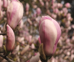 Fototapeta premium Magnolia blossoms in spring outside