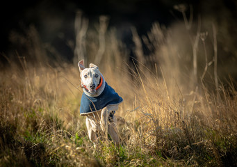The Whippet