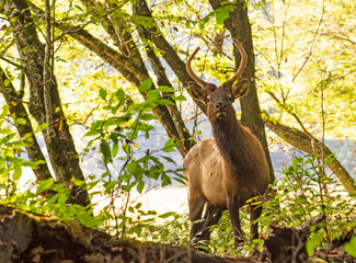 Young spike Elk surrounded with yellow leaves of fall.