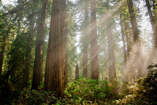 Sunbeams in Redwood National Park, California, USA
