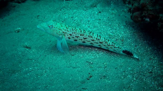 Speckled sandperch (Parapercis hexophthalma) on a sandy bottom near a coral reef in the Red Sea, Abu Dabab. Egypt