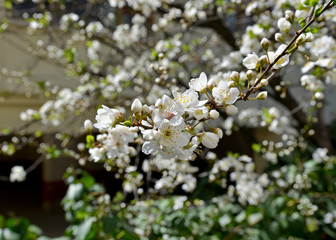 white flowers of apple tree in spring
