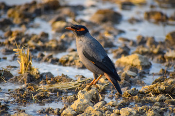 bird on rock