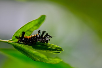 Caterpillar on Spring Leaves