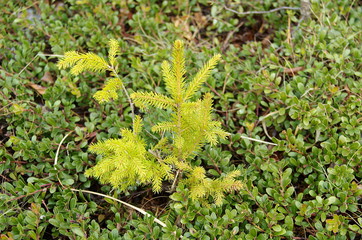 Small tree growing in the forest.