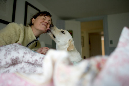 A Woman Wakes Up In The Morning With Harvey, Her White Lab.