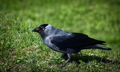 black crow on green grass