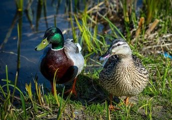 ducks by the river