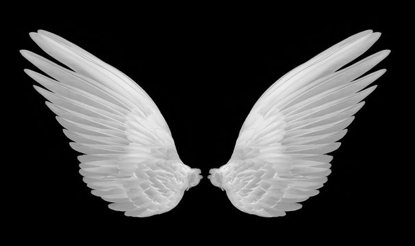 white wings on black background