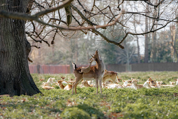 herd of fallow deer