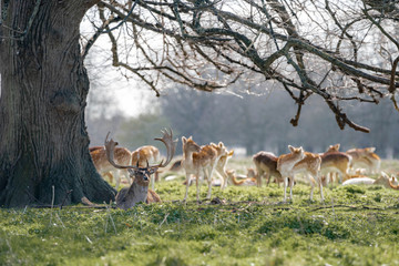 herd of fallow deer