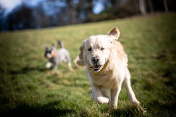 Obraz premium The Golden Retriever