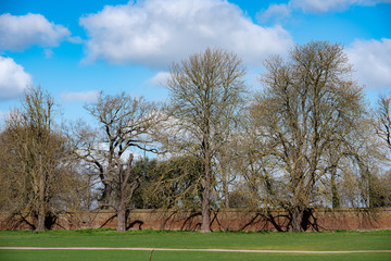 spring landscape with trees and blue sky