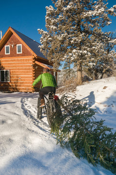 A woman riding a fat tire bike to a log cabin towing her Christmas tree near Durango, Colorado.