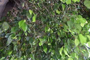 Obraz premium Close up de árbol de hojas verdes y ramas cafés