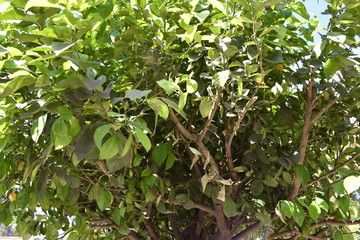 Close up de &aacute;rbol con hojas peque&ntilde;as verdes y amarillas