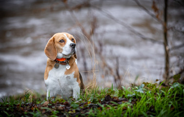 The Beagle
