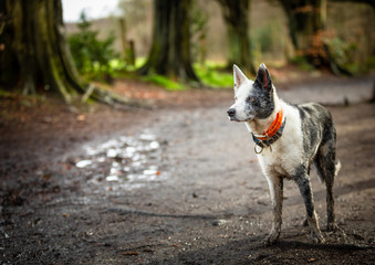 Naklejka premium The Collie