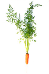 An isolated carrot