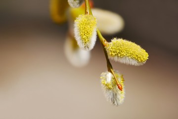 Frühling
