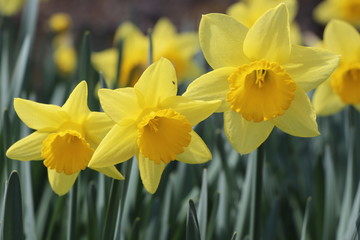 yellow daffodils, three yellow daffodils