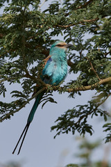 Abyssinian roller (Coracias abyssinicus)