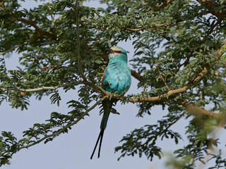 Abyssinian roller (Coracias abyssinicus)